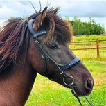 Tolt Saga Hoofdstel Puma Anatomisch Blauw