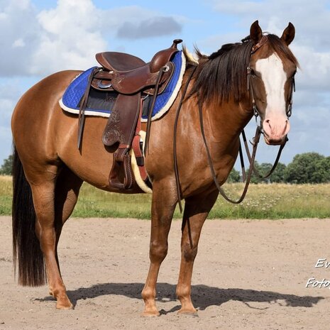 Freemax Western Cow Choco Short